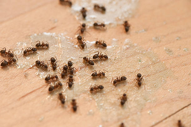 Best Pest Prevention Services  in Dayton, TX