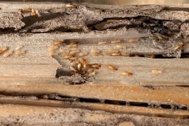 Spider Control Near Me in Dayton, TX